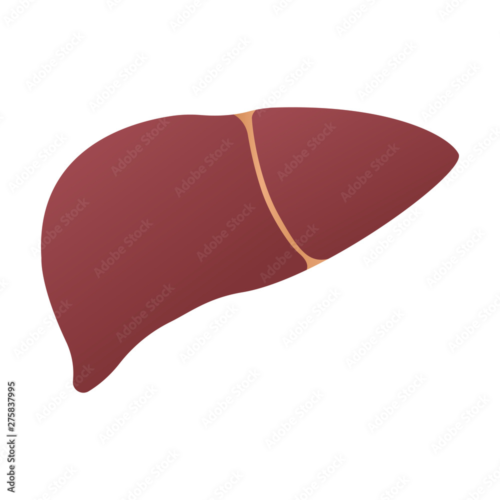 Human liver anatomy. Human internal organs symbol. Vector illustration isolated on white background