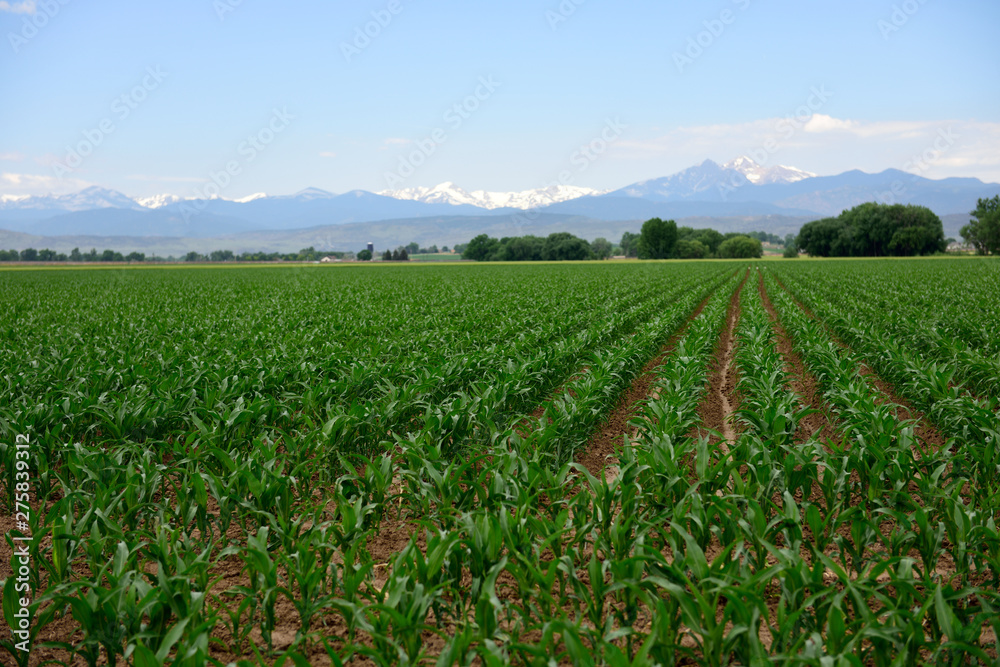 Long rows of growing corn against a background of snow capped mountains in Colorado, USA Long rows of growing corn against a background of snow capped mountains in Colorado, USA