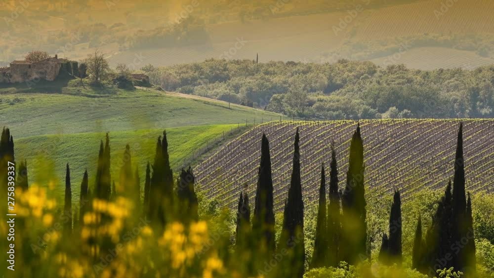 Beautiful Tuscan landscape near Siena, with cypress trees and yellow broom flowers on foreground. Italy