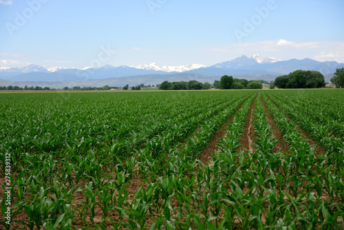 Long rows of growing corn against a background of snow capped mountains in Colorado  USA