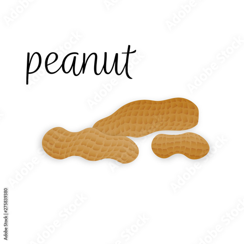 Vector peanuts in realistic style on white background for template label, packaging snack and emblem farmer market design.