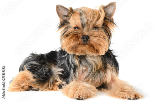 Yorkshire Terrier dog posing for the camera