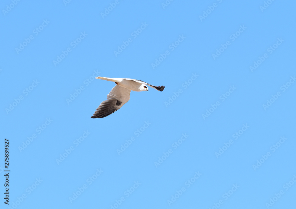 White-tailed Kite (Elanus leucurus) in flight White-tailed Kite (Elanus leucurus) in flight