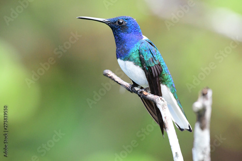 Beautiful White-necked Jacobin (Florisuga mellivora) male hummingbird