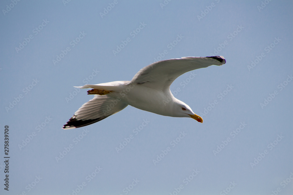 Obraz premium sea gulls