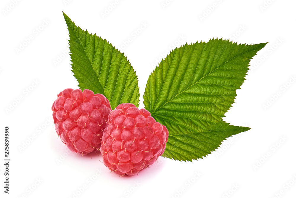 Fresh and ripe raspberries with leaves, close-up, isolated on white background Fresh and ripe raspberries with leaves, close-up, isolated on white background