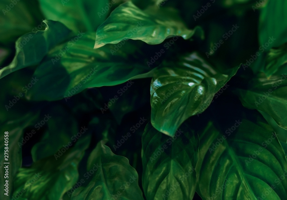 Bright green leaves of a home flower with highlights on the leaves Bright green leaves of a home flower with highlights on the leaves