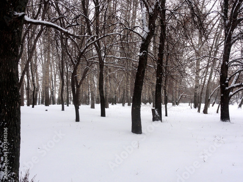 Зима в парке © Павел Фролов