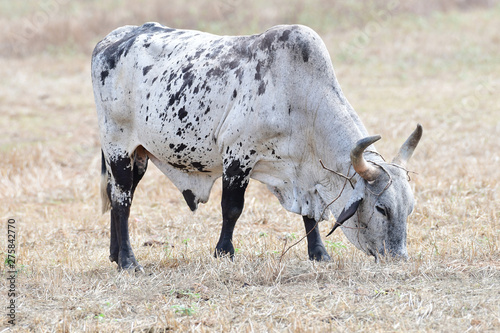 Fototapeta Naklejka Na Ścianę i Meble -  Beautiful black and white bull on a pasture field in rural Panama