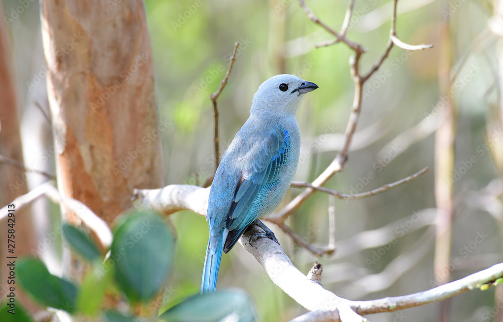 Beautiful Blue-gray Tanager (Thraupis episcopus) on a tree branch