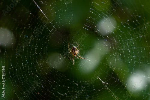 The spider sits in the center of its web.