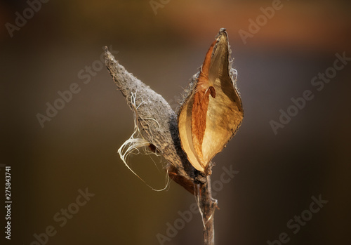 Fototapeta Naklejka Na Ścianę i Meble -  Milkweed seed pod beauty under autumn light