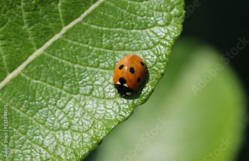 Coccinella septempunctata, the seven-spot ladybird, the most common Ladybug in Europe