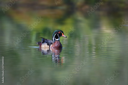 Colorful male Wood Duck on foggy waters