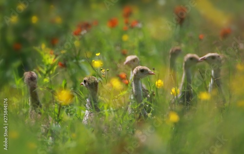 Young Wild Turkey chicks in flowers field