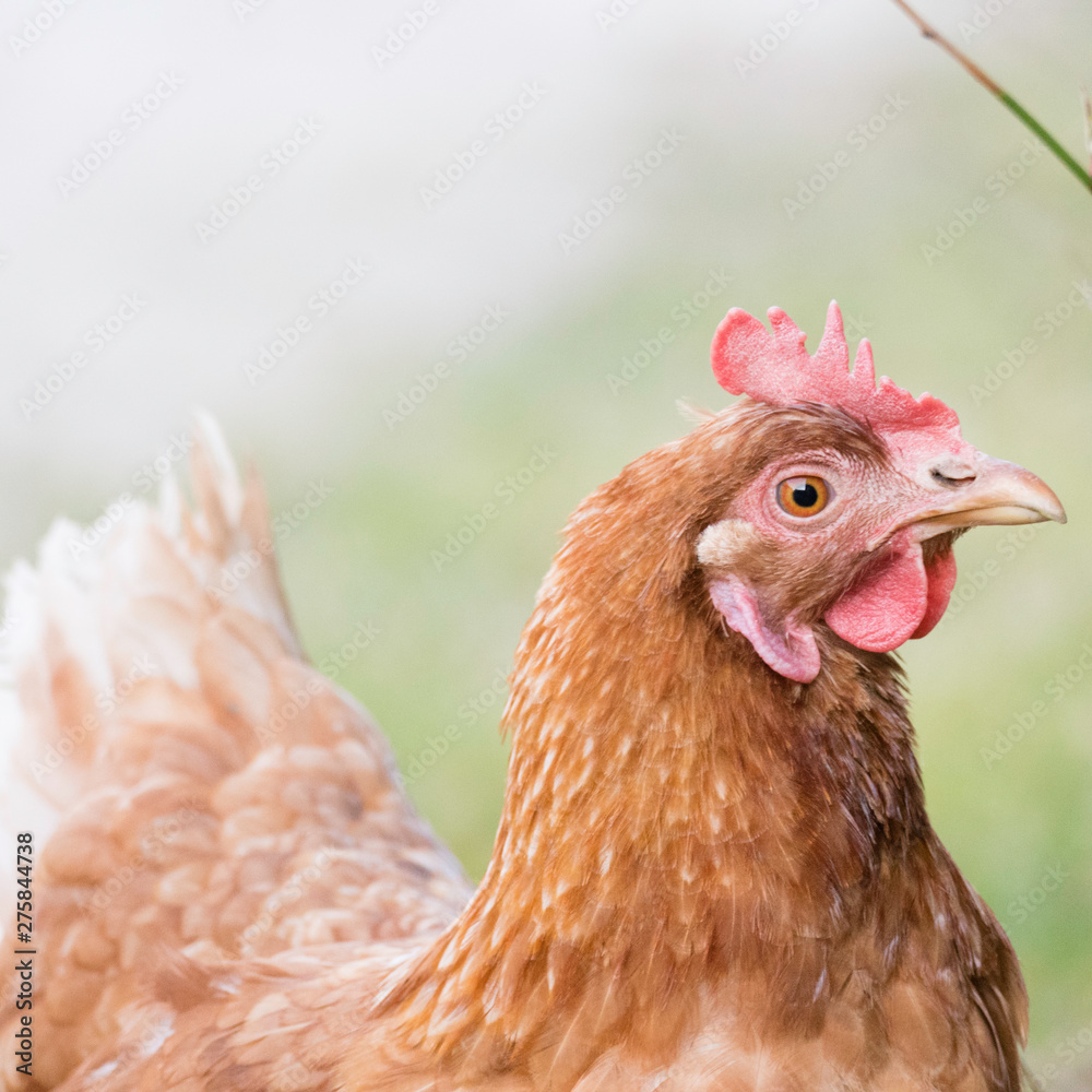 Golden brown hen on a farmyard looking to the side