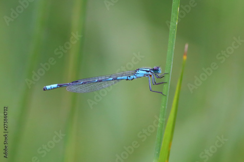 Closeup of Blue Damselfly clinging to a blade of grass against green blurred background