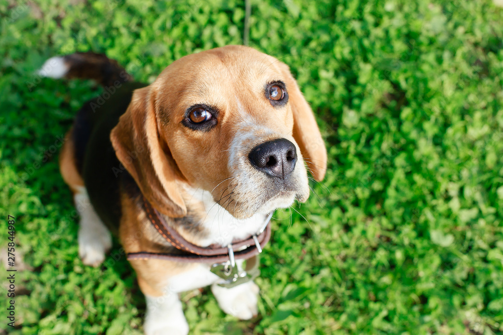 Beagle close-up, portrait of a young dog