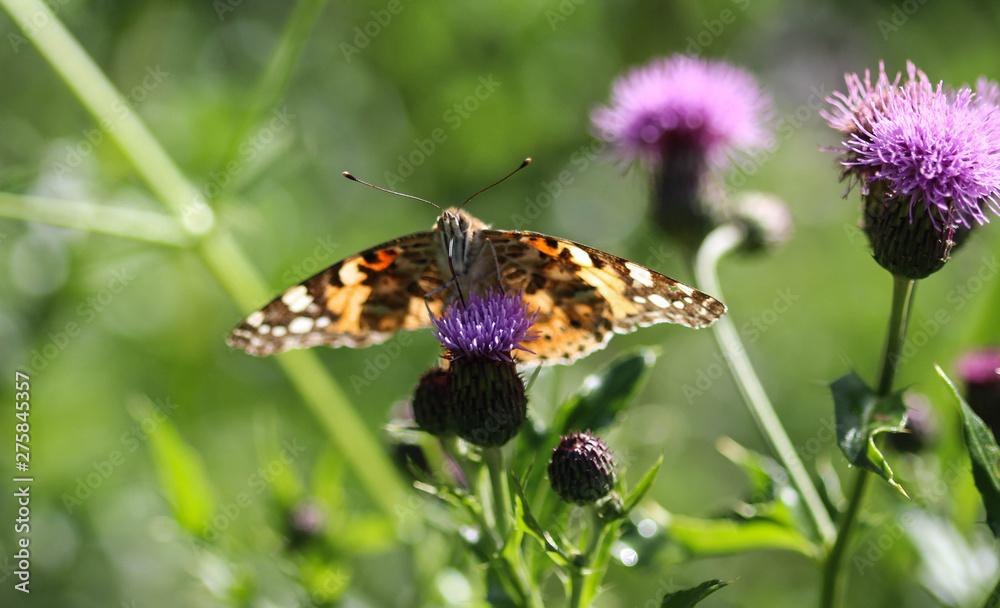 Vanessa cardui a colourful butterfly, known as the painted lady, or cosmopolitan, resting on a thistle flower Vanessa cardui a colourful butterfly, known as the painted lady, or cosmopolitan, resting on a thistle flower