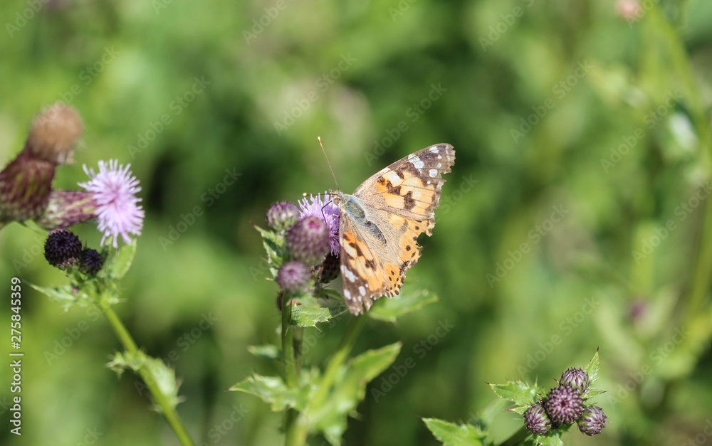 Vanessa cardui a colourful butterfly, known as the painted lady, or cosmopolitan, resting on a thistle flower Vanessa cardui a colourful butterfly, known as the painted lady, or cosmopolitan, resting on a thistle flower
