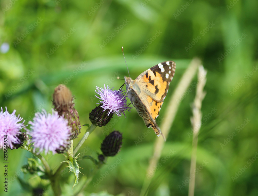 Vanessa cardui a colourful butterfly, known as the painted lady, or cosmopolitan, resting on a thistle flower Vanessa cardui a colourful butterfly, known as the painted lady, or cosmopolitan, resting on a thistle flower
