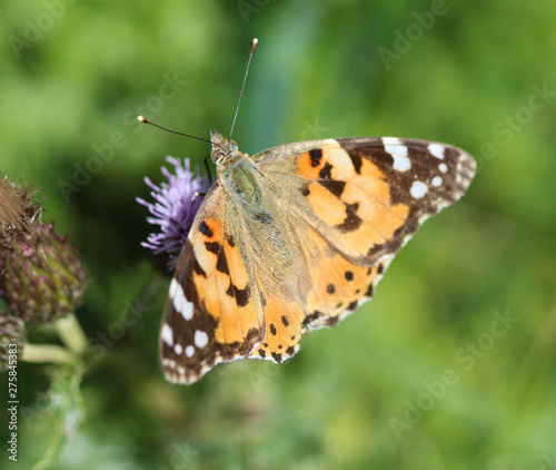 Vanessa cardui a colourful butterfly, known as the painted lady, or cosmopolitan, resting on a thistle flower © Michael Meijer