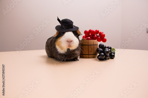 funny guinea pig on black hat with grapes