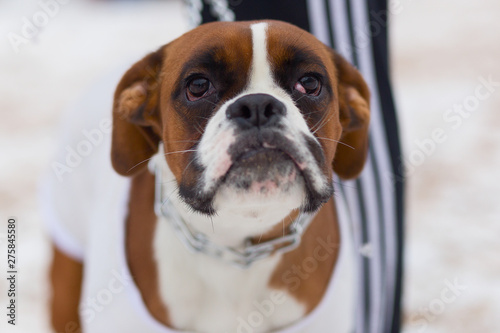 French bulldog, portrait, muzzle close-up