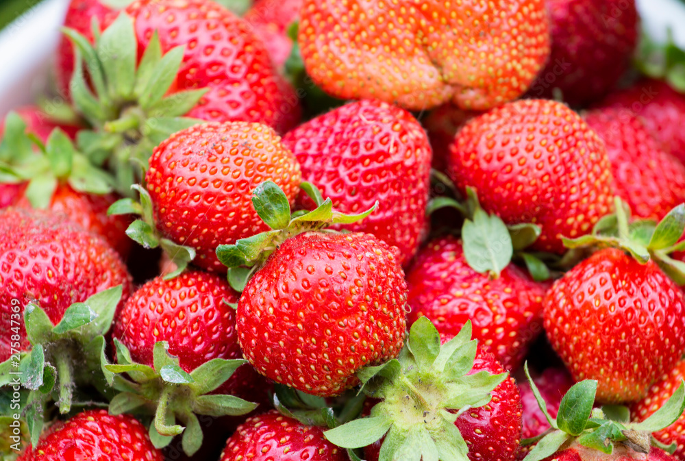 Fresh ripe organic strawberries in a white-blue bucket