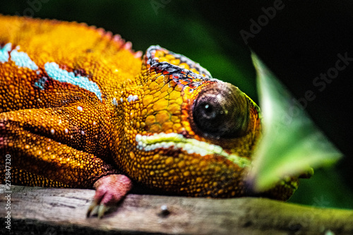 Kameleon