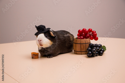 funny guinea pig on black hat with grapes