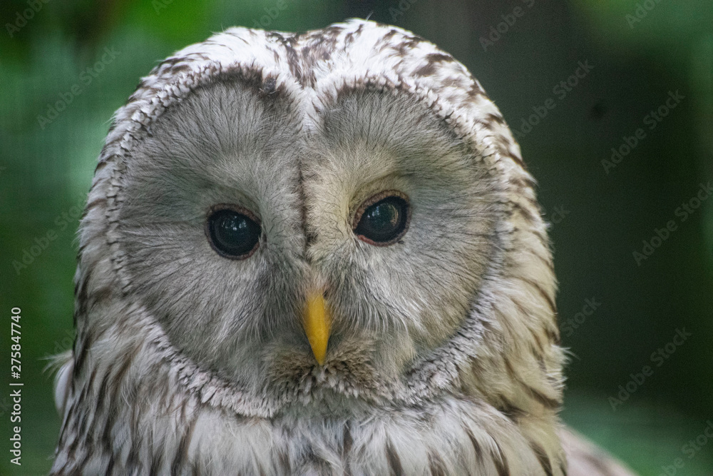 Fototapeta premium Sowa