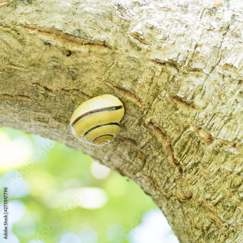 Snail sleeping in a shell on a tree