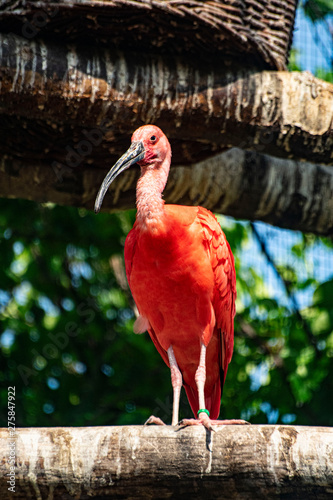 Ibis