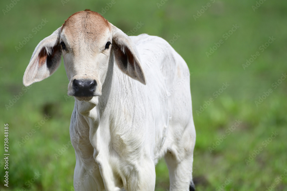 Close up of a small calf standing on a grass field Close up of a small calf standing on a grass field