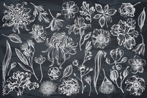 Vector set of hand drawn chalk japanese chrysanthemum, blackberry lily, eucalyptus flower, anemone, iris japonica, sakura