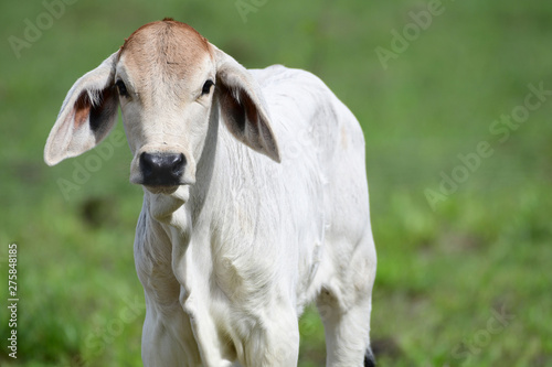 Close up of a small calf standing on a grass field