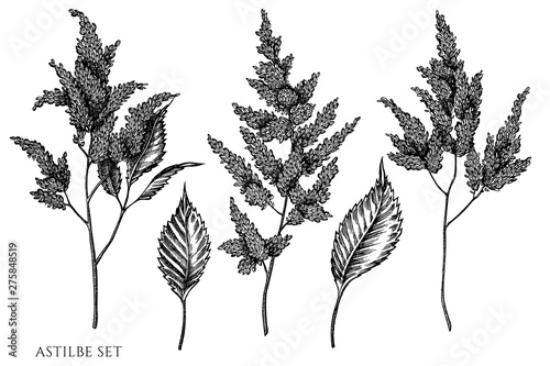 Vector set of hand drawn black and white astilbe