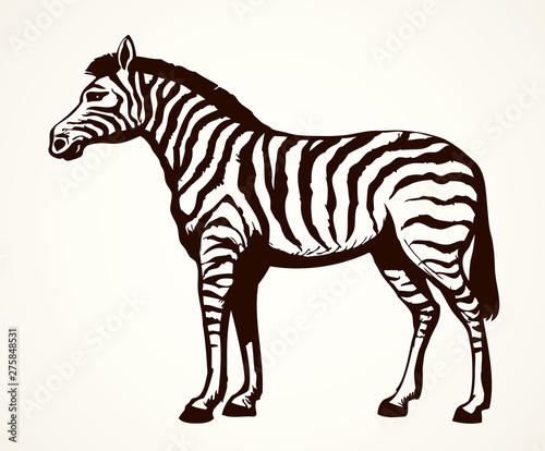 Zebra. Vector drawing