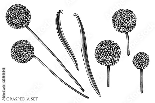 Vector set of hand drawn black and white craspedia