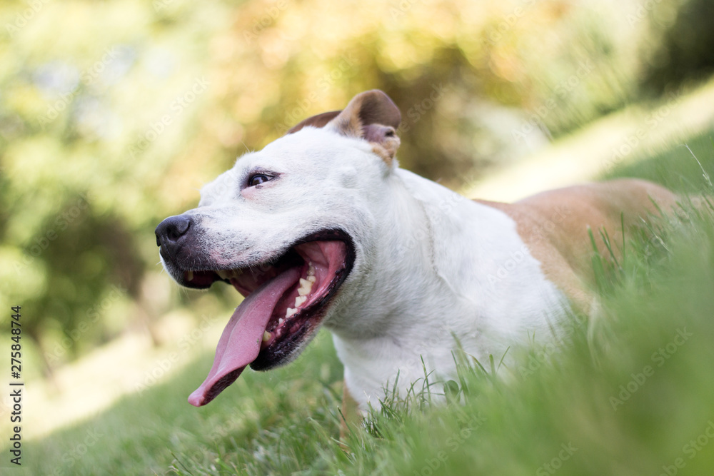 Friendly Dog having a big smile Friendly Dog having a big smile