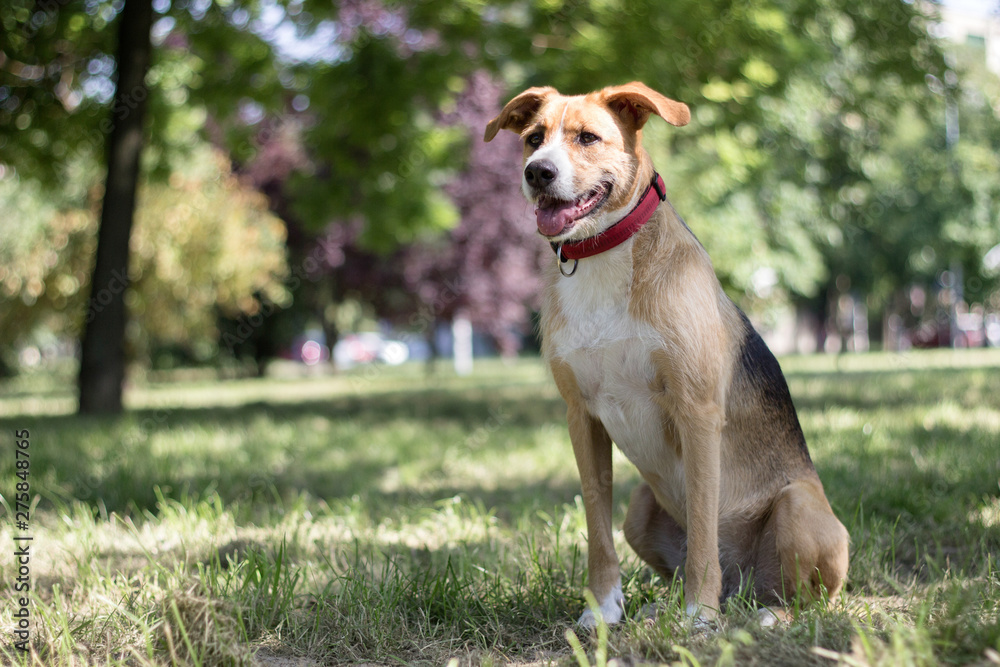 Portrait of cute mixed breed dog Portrait of cute mixed breed dog
