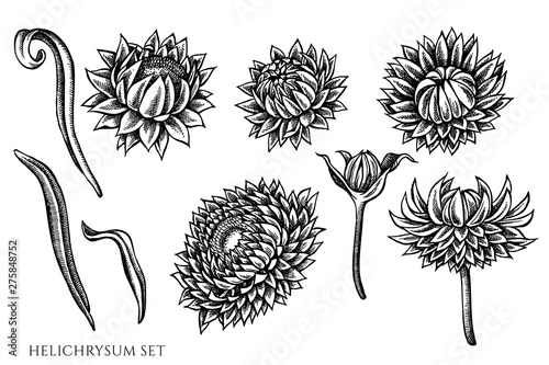 Vector set of hand drawn black and white helichrysum
