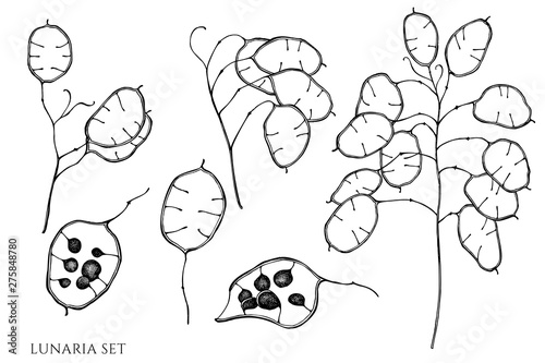 Vector set of hand drawn black and white lunaria photo