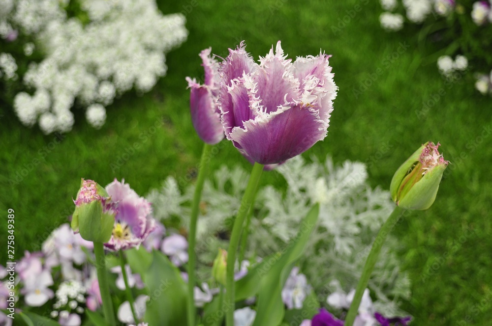 Fototapeta premium Yokohama Park Flowers 03