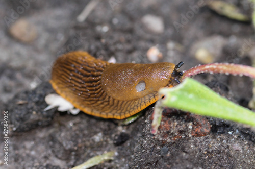 close up of The red slug (Arion rufus), also known as the large red slug, chocolate arion and European red snail, eating leafs in the garden photo