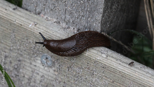black slug (Arion ater), also known as black arion, European black slug, or large black slug, sitting on a fench in the garden