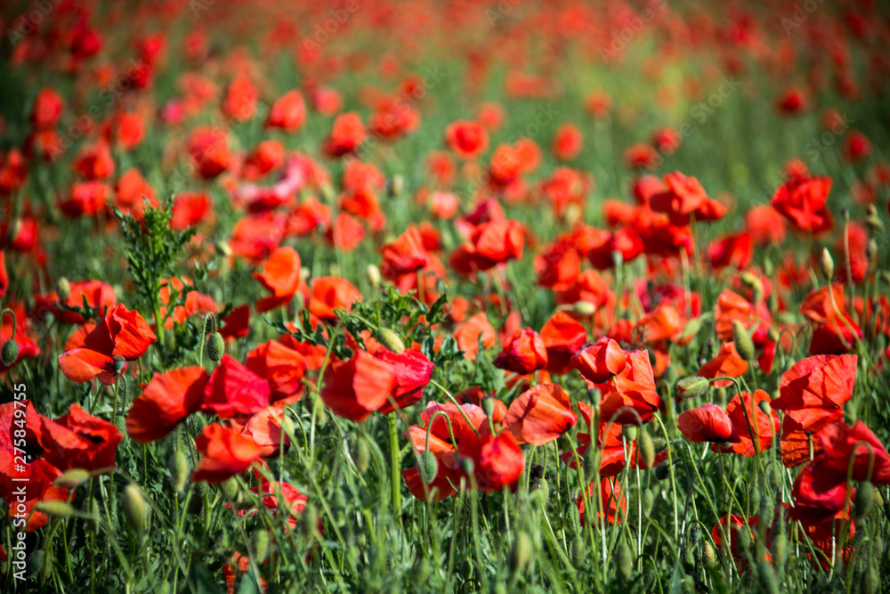field of poppies on a sunny day 