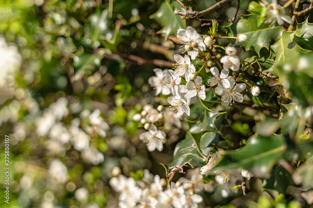 Blossom of the tree as the sign of spring time, selective focus Blossom of the tree as the sign of spring time, selective focus