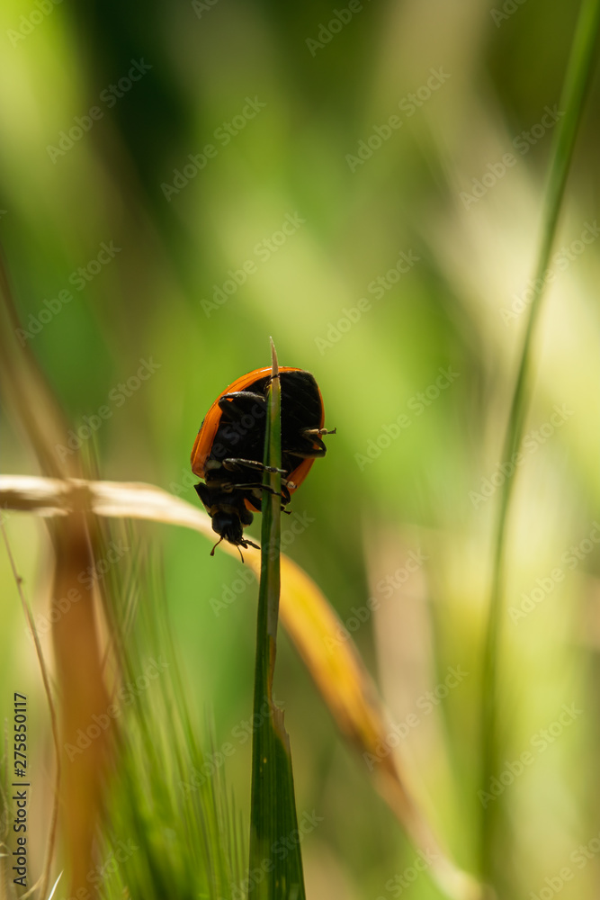 Marienkäfer auf eienm Grashalm Marienkäfer auf eienm Grashalm